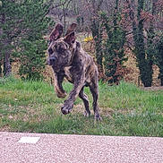 Vyper a rejoint le concours — aidez-le/la à gagner de superbes lots ! dog, brindle, running, grass, outdoor, nature, trees, ears_up, motion, pet, canine, animal, playful, active, spring, greenery, leaping, fur, daylight, field