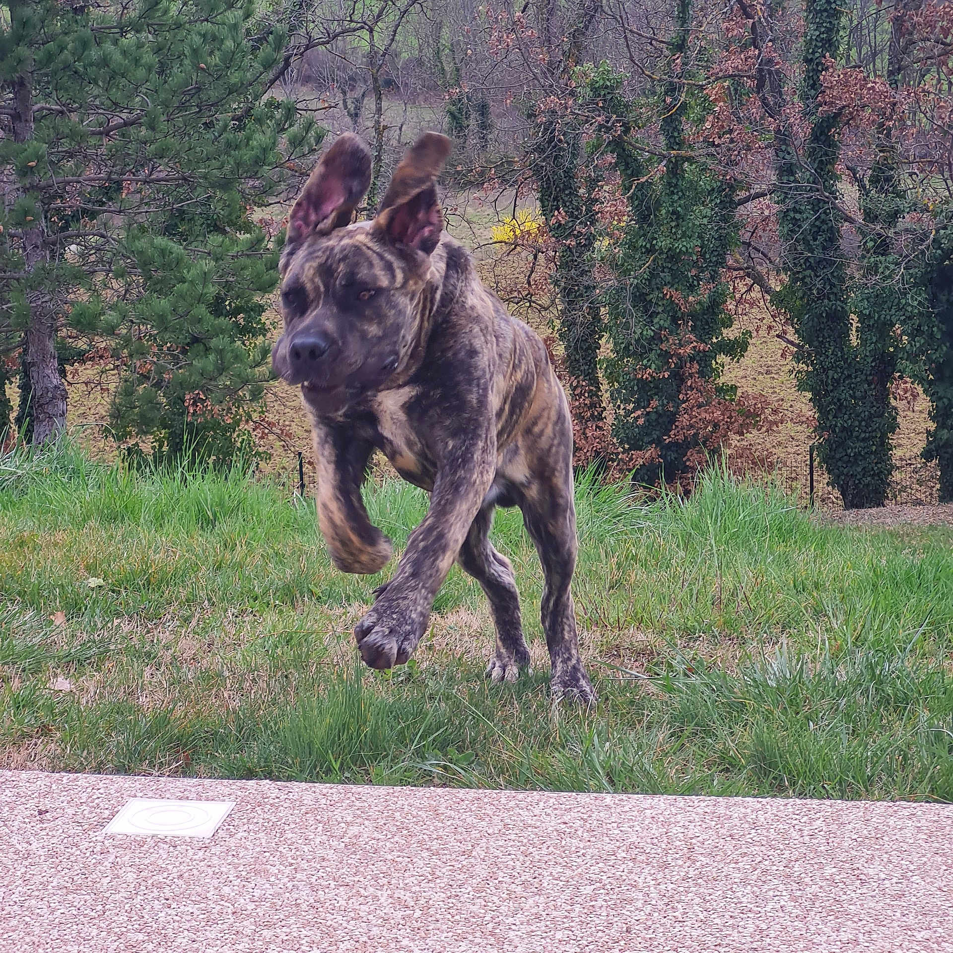 Vyper a rejoint le concours — aidez-le/la à gagner de superbes lots ! dog, brindle, running, grass, outdoor, nature, trees, ears_up, motion, pet, canine, animal, playful, active, spring, greenery, leaping, fur, daylight, field