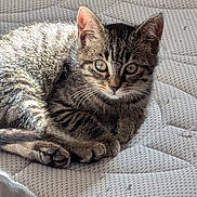 Perle participe au concours pour gagner de l'argent avec cette photo : cat, kitten, tabby, feline, whiskers, paws, eyes, ears, fur, mattress, bedding, indoor, pet, close_up, portrait, resting, sunlight, shadow, cozy, sleepy