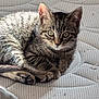 cat, kitten, tabby, feline, whiskers, paws, eyes, ears, fur, mattress, bedding, indoor, pet, close_up, portrait, resting, sunlight, shadow, cozy, sleepy