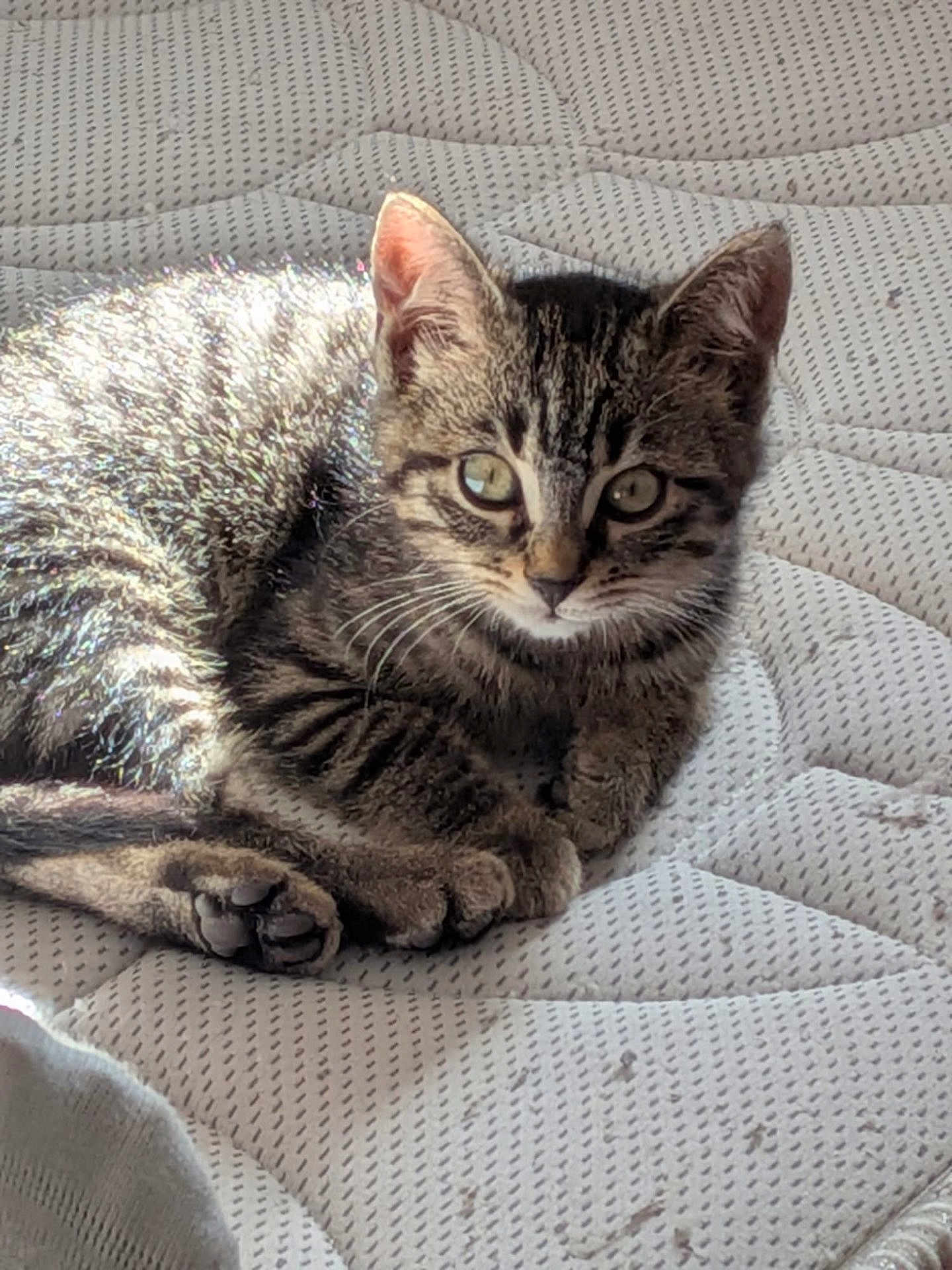 Perle participe au concours pour gagner de l'argent avec cette photo : cat, kitten, tabby, feline, whiskers, paws, eyes, ears, fur, mattress, bedding, indoor, pet, close_up, portrait, resting, sunlight, shadow, cozy, sleepy