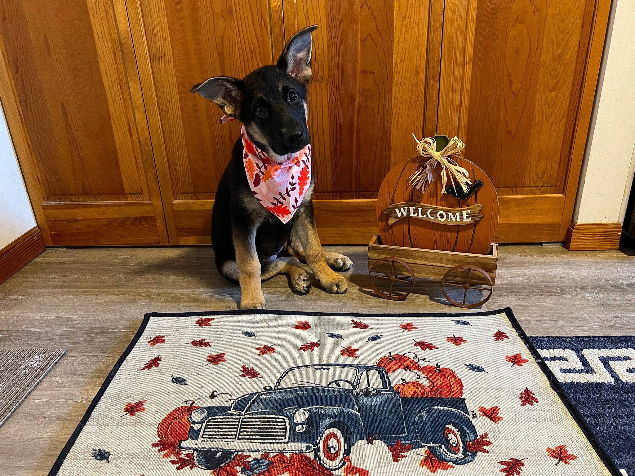 Flora joined the competition — help win amazing prizes! art, automotive_design, car, carmine, carnivore, companion_dog, dog, dog_breed, dog_supply, door, fawn, flooring, motor_vehicle, pattern, rectangle, tire, toy, wheel, wood, working_animal