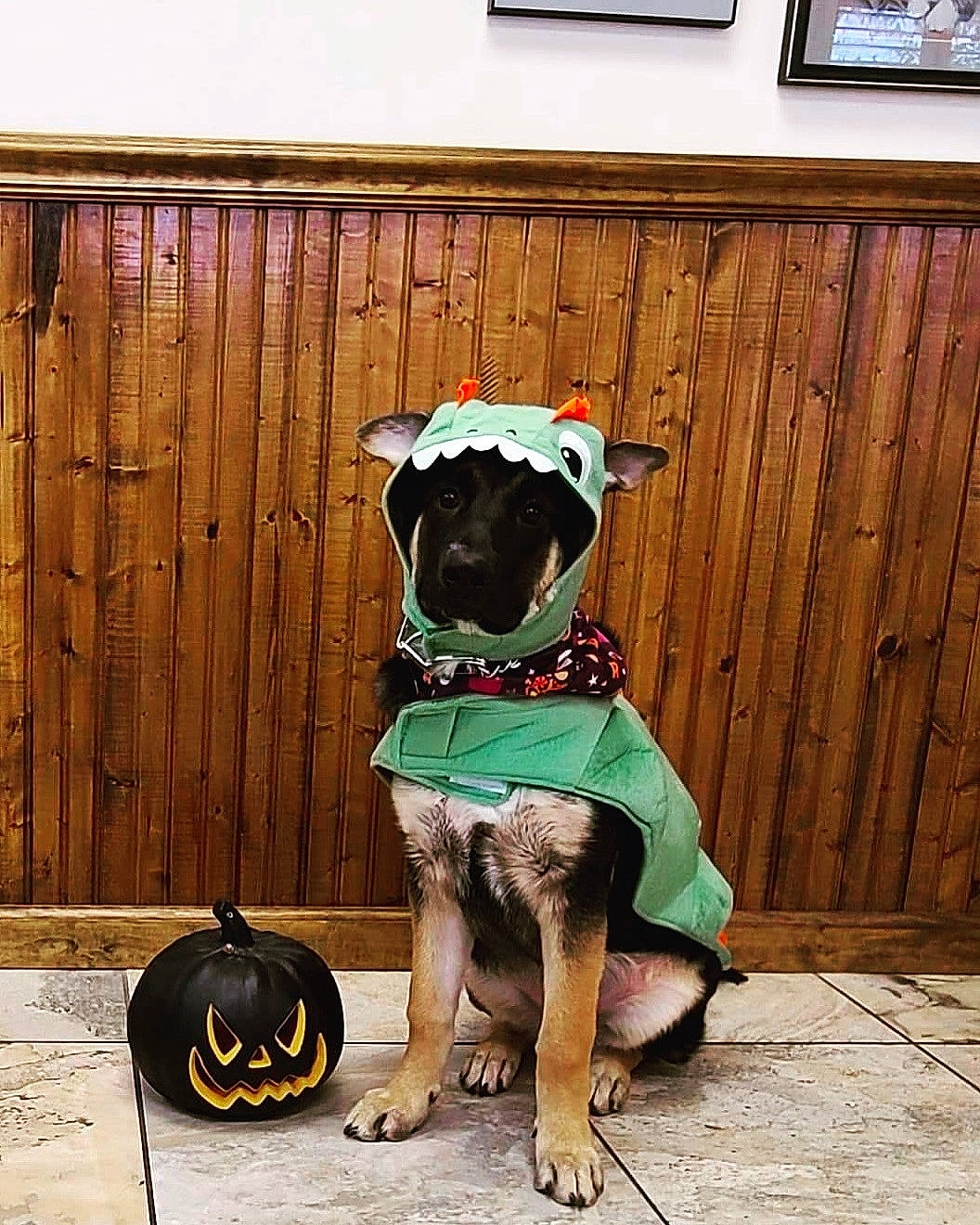 Flora is registered to the contest to win money with this photo: brown, canidae, carnivore, collar, companion_dog, dog, dog_breed, dog_clothes, dog_collar, dog_supply, fawn, grey, hardwood, pet_supply, picture_frame, snout, sporting_group, wood, wood_stain, working_animal