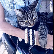 Gucci joined the competition — help win amazing prizes! cat, tabby, pet, animal, person, arm, bracelets, jewelry, handbag, fashion, patterned_clothing, striped_fur, outdoor, sunlight, holding, resting, cute, closeup, casual, relaxed
