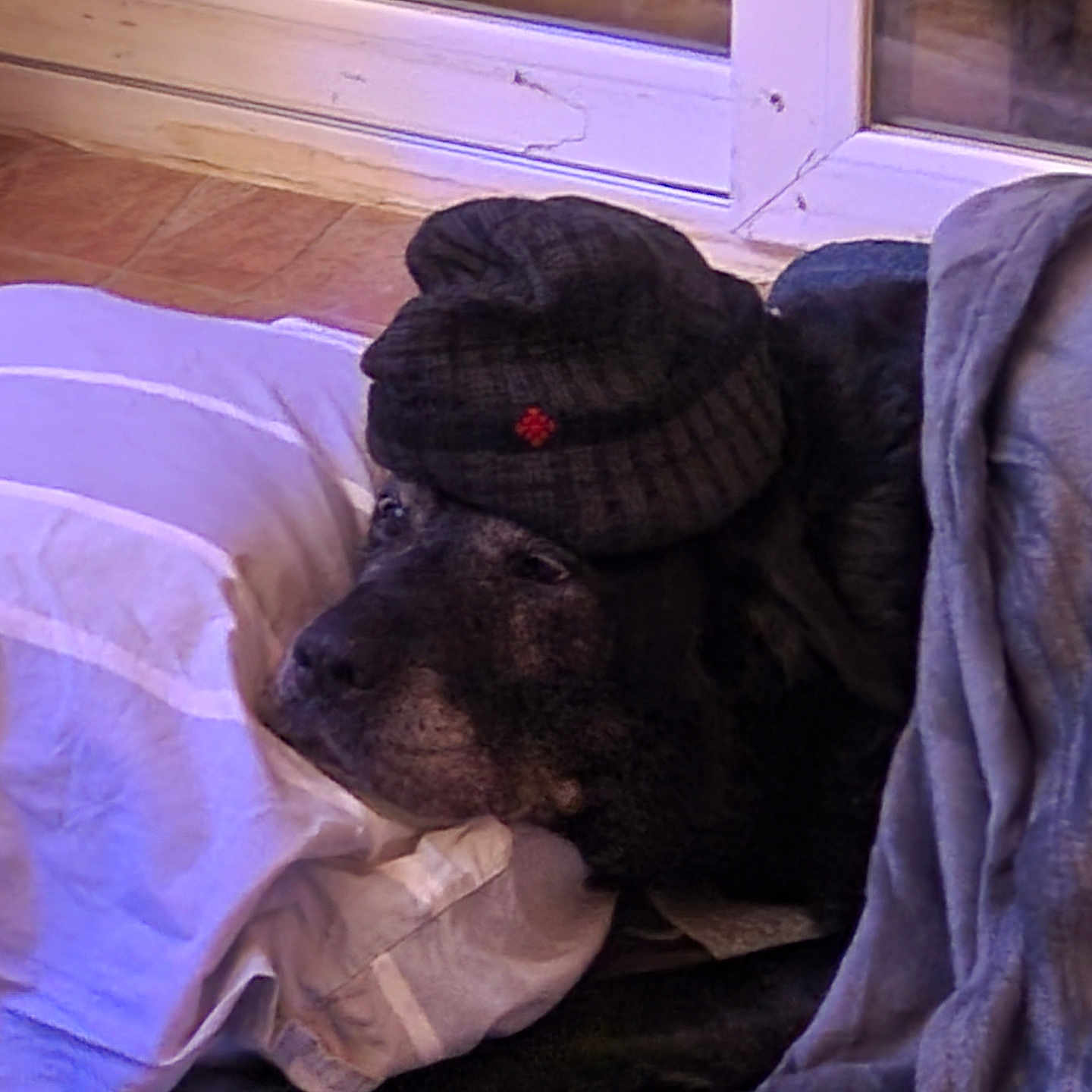 Olca a rejoint le concours — aidez-le/la à gagner de superbes lots ! animal, baseballcap, beanie, blanket, bonnet, canine, cap, clothing, couch, dog, furniture, hardwood, hat, homedecor, hound, labradorretriever, laundry, linen, pet, wood