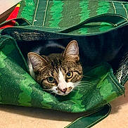 Maxxine joined the competition — help win amazing prizes! abyssinian, accessories, animal, backpack, bag, blanket, cat, furniture, handbag, kitten, manx, person, pet, purse, shoppingbag, sleeping, totebag