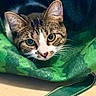 Maxxine is registered to the contest to win money with this photo: abyssinian, animal, bag, blanket, cat, egyptiancat, kitten, manx, pet