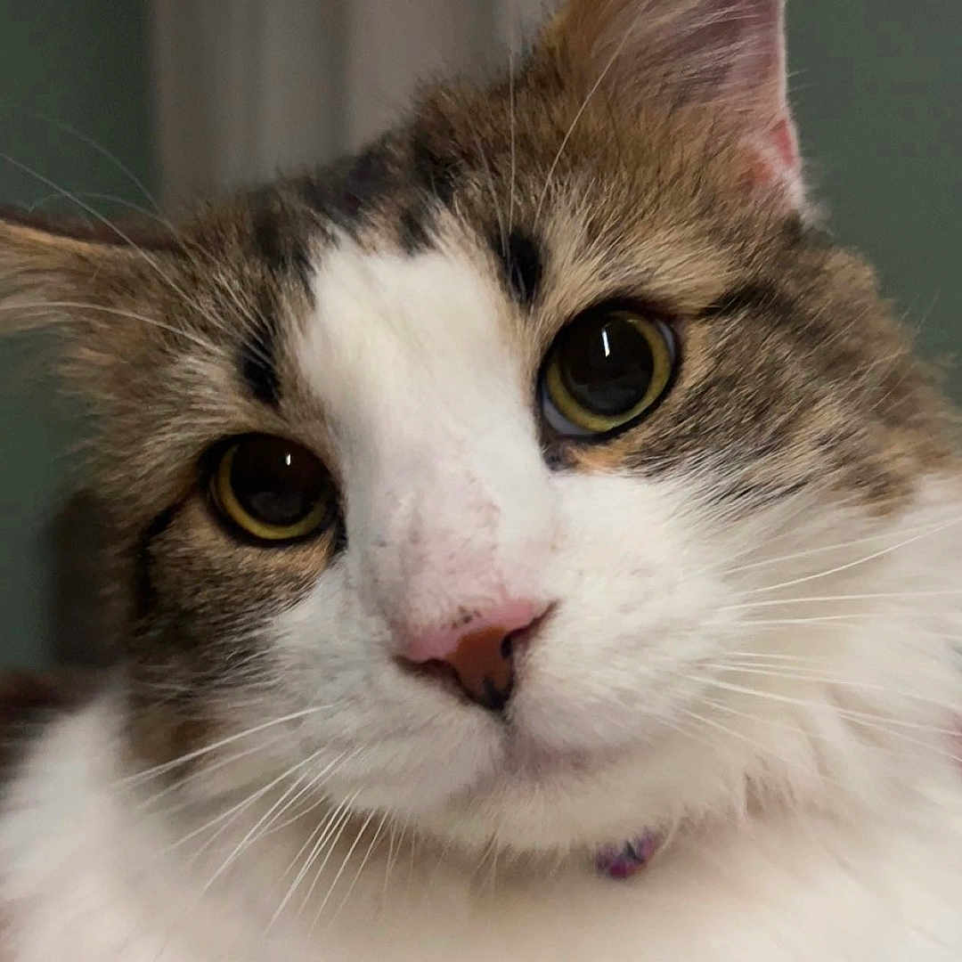 Charlie is registered to the contest to win money with this photo: animal, cat, close_up, collar, curious, cute, domestic_animal, ears, eyes, face, feline, indoor, mammal, pet, pink_nose, portrait, soft_fur, tabby, whiskers, white_fur