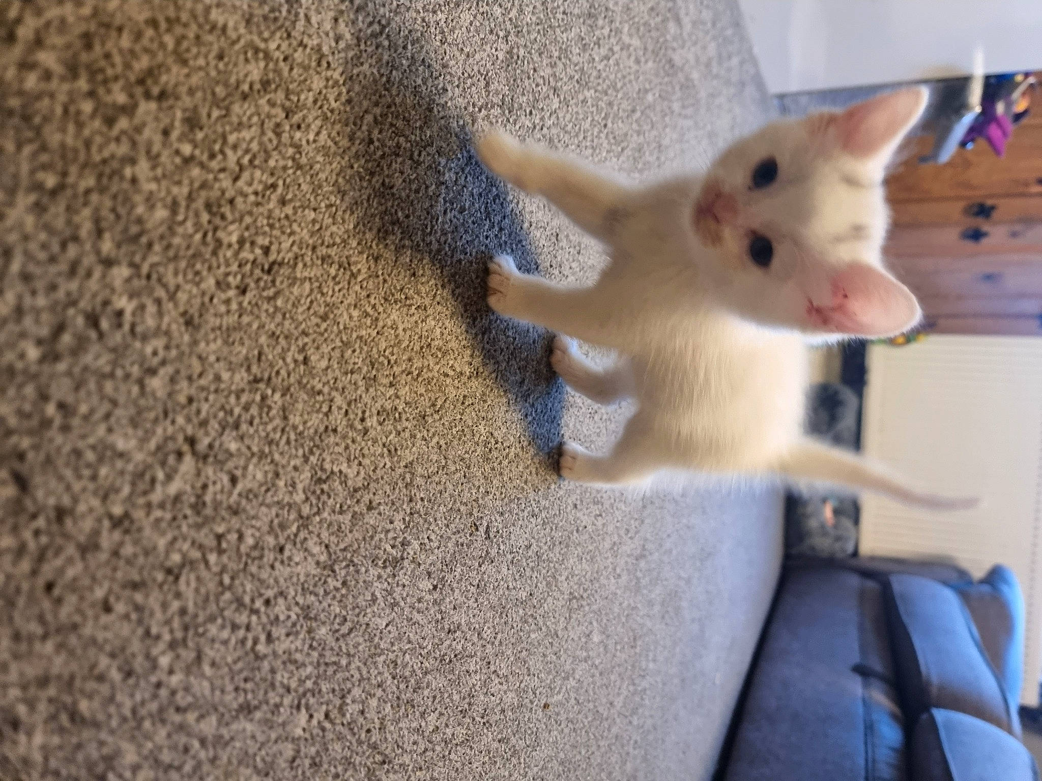 Freya is registered to the contest to win money with this photo: carnivore, companion_dog, fawn, felidae, floor, flooring, fur, human_leg, leg, plush, small_to_medium_sized_cats, snout, stuffed_toy, tail, toy, tree, vehicle, vehicle_door, whiskers, wood