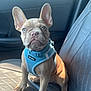 Gucci joined the competition — help win amazing prizes! animal, blue_harness, car_seat, cute, dog, ears, eyes, face, french_bulldog, indoor, leather_seat, nose, paw, pet, pet_accessory, puppy, sitting, sunlight, vehicle, young