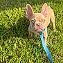 puppy, french_bulldog, dog, grass, leash, harness, outdoor, pet, young, sunlight, animal, cute, small, standing, ears, snout, walking, nature, summer, canine