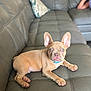 puppy, french_bulldog, dog, pet, couch, leather, indoor, animal, young, ears, brown, collar, resting, looking, cute, domestic_animal, home, blurred_background, sitting, young_dog