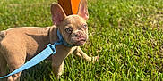 Gucci joined the competition — help win amazing prizes! alert, animal, brown, collar, cute, daylight, dog, ears, french_bulldog, grass, greenery, leash, nature, outdoor, pet, puppy, small, standing, sunlight, young