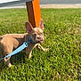 puppy, dog, french_bulldog, leash, grass, outdoor, pet, animal, young, brown, ears, collar, sunlight, nature, cute, standing, greenery, daylight, small, alert