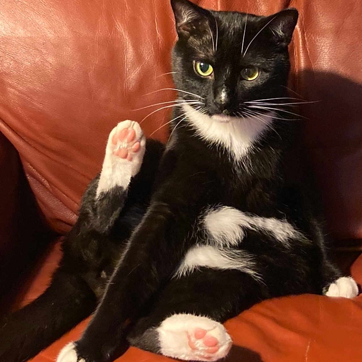 Archie joined the competition — help win amazing prizes! abyssinian, animal, architecture, armchair, blanket, building, cat, chair, couch, cushion, furniture, homedecor, indoors, kitten, livingroom, manx, person, pet, room, sleeping