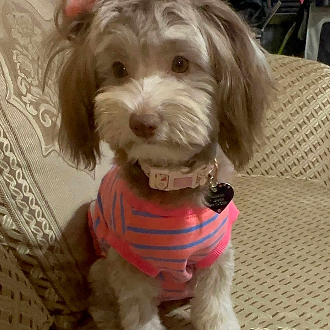 Chocolatte joined the competition — help win amazing prizes! animal, architecture, building, canine, chair, couch, cushion, dog, face, furniture, head, homedecor, person, pet, photography, poodle, portrait, puppy, terrier, whitedog