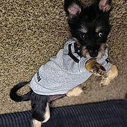 Buddha is registered to the contest to win money with this photo: animal, black_fur, carpet, clothing, cozy, curious, cute, dog, ears, fur, hoodie, indoor, looking_up, paw, pet, playful, puppy, sitting, small_dog, tan_fur