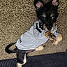 Buddha joined the competition — help win amazing prizes! adorable, animal, black_fur, carpet, clothing, cute, dog, ears, fur, hoodie, indoor, looking_up, lying_down, paw, pet, playful, puppy, small_dog, tan_fur, young