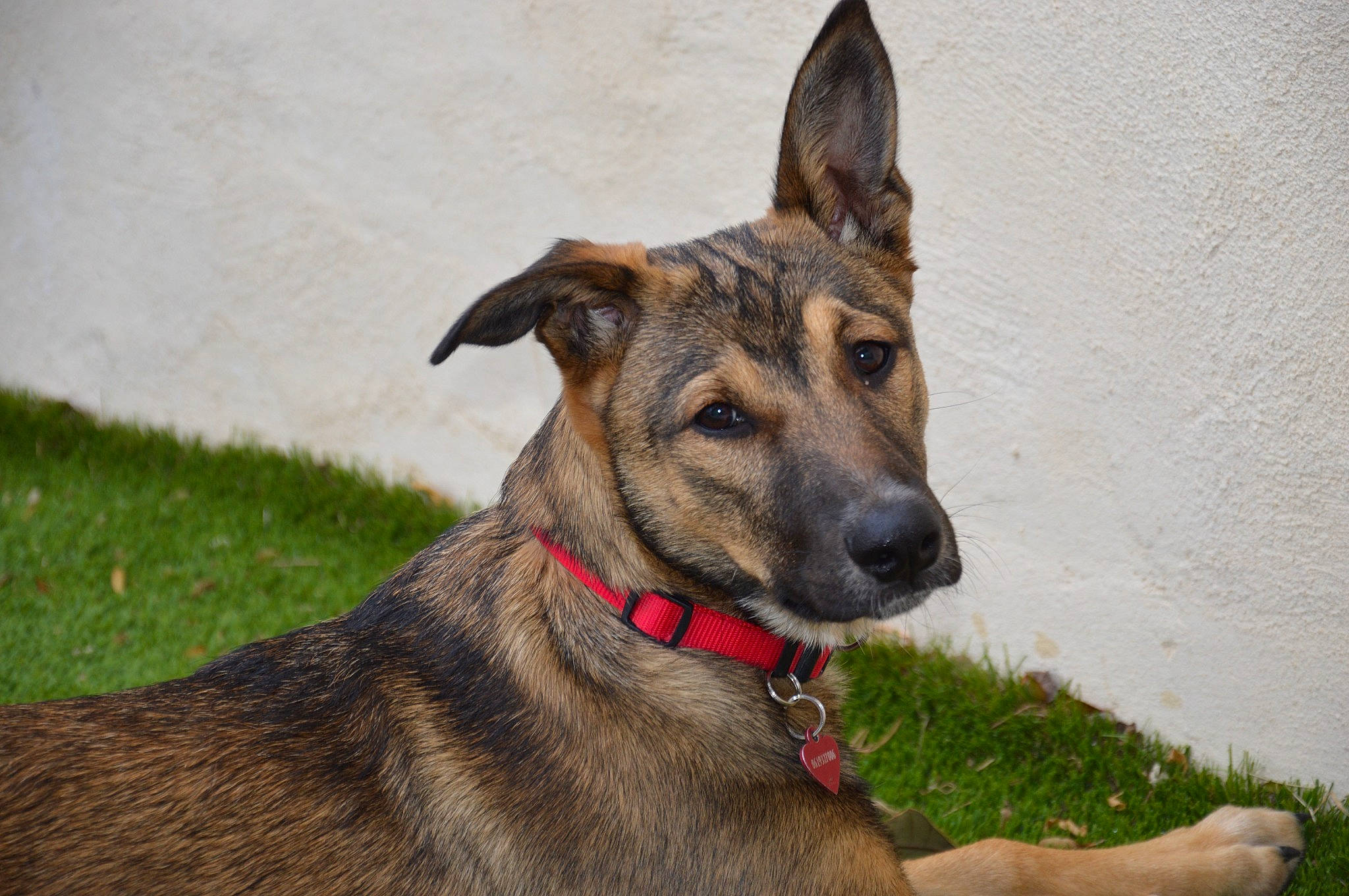 Sara participe au concours pour gagner de l'argent avec cette photo : canidae, carnivore, collar, companion_dog, dog, dog_breed, dog_collar, dog_supply, fawn, grass, guard_dog, herding_dog, pet_supply, plant, snout, sporting_group, terrestrial_animal, whiskers, working_animal, working_dog