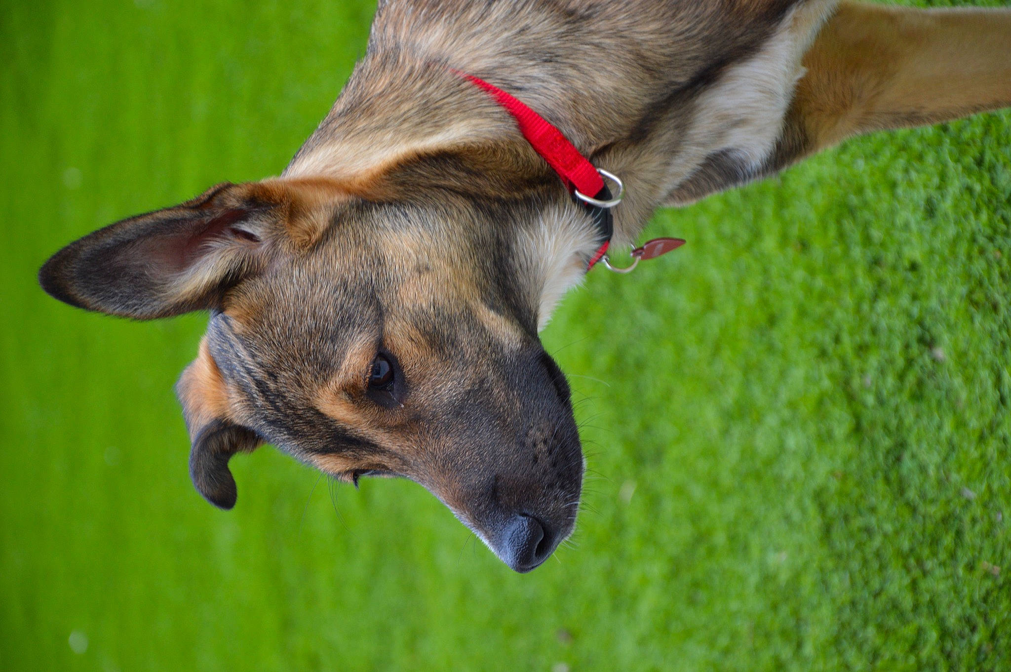 Sara participe au concours pour gagner de l'argent avec cette photo : canidae, carnivore, collar, dog, dog_breed, dog_collar, ear, fawn, fur, giraffidae, grass, grassland, liver, pack_animal, plant, sporting_group, terrestrial_animal, whiskers, wing, working_animal
