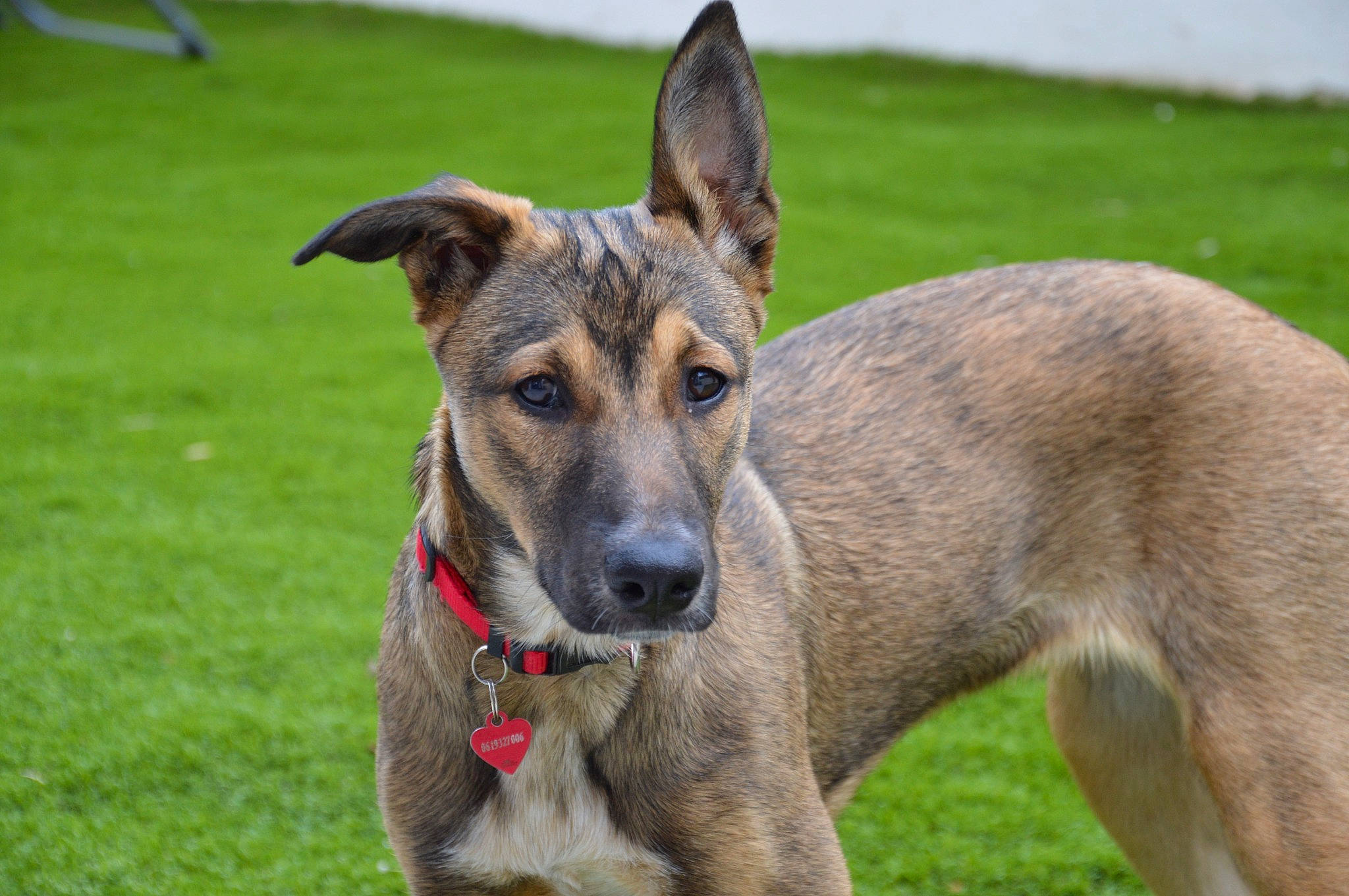 Sara participe au concours pour gagner de l'argent avec cette photo : canidae, carnivore, collar, companion_dog, dog, dog_breed, fawn, fur, german_shepherd_dog, grass, snout, sporting_group, terrestrial_animal, working_dog