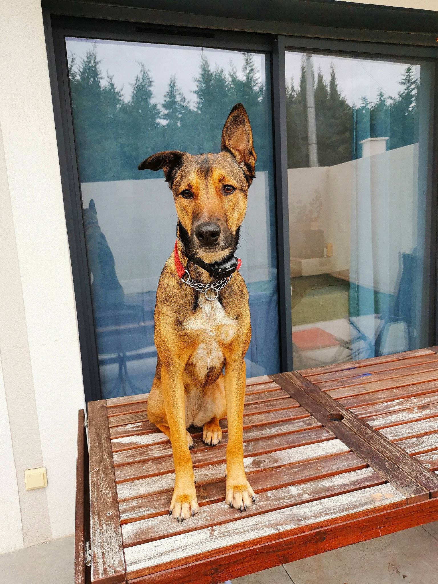 Sara participe au concours pour gagner de l'argent avec cette photo : carnivore, collar, companion_dog, dog, dog_breed, dog_collar, dog_supply, door, fawn, fixture, flooring, guard_dog, hardwood, hound, pet_supply, snout, sporting_group, window, wood, working_animal