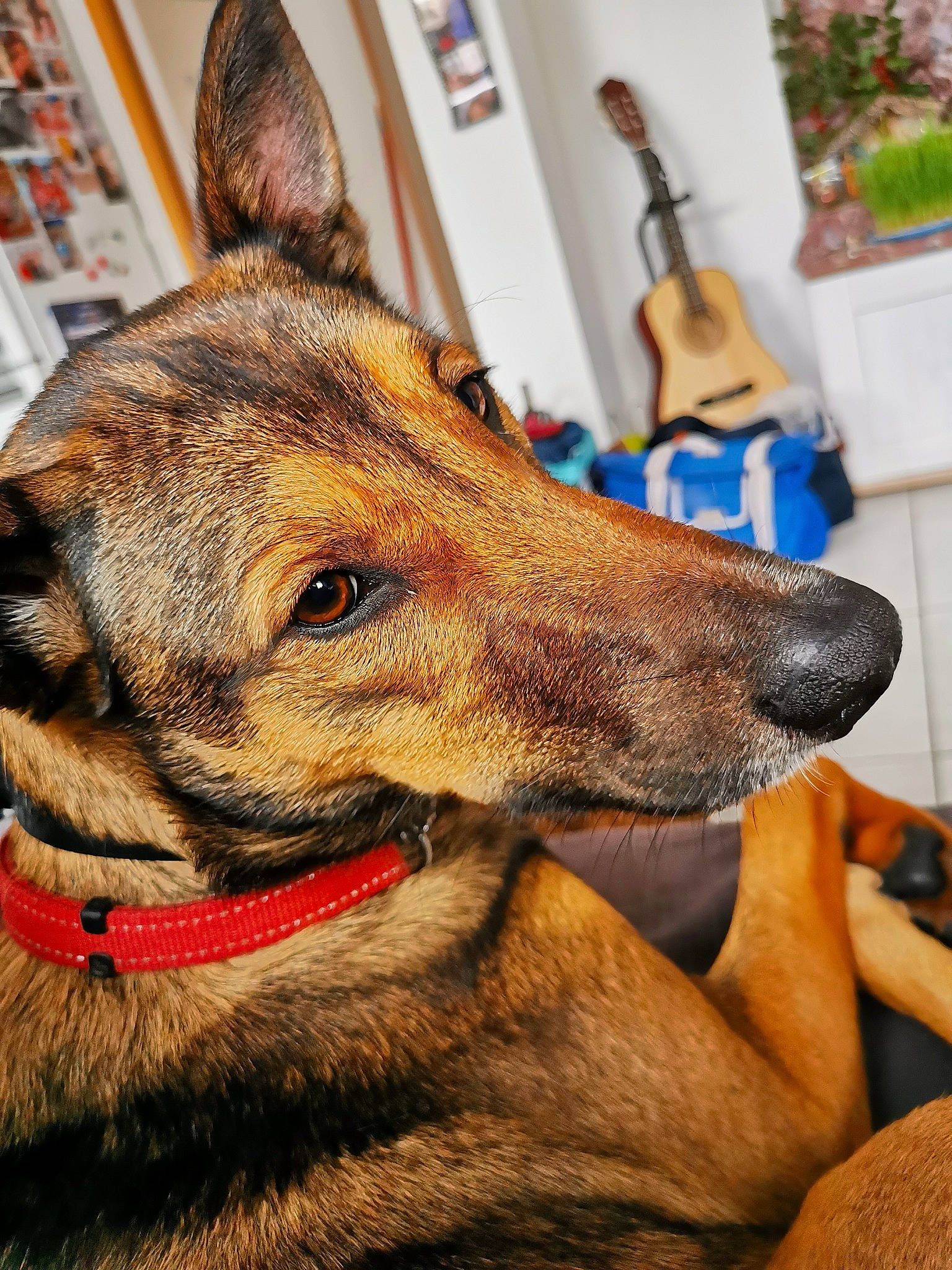 Sara a rejoint le concours — aidez-le/la à gagner de superbes lots ! canidae, carnivore, collar, companion_dog, dog, dog_breed, dog_collar, fawn, flowerpot, fur, houseplant, jaw, liver, plant, snout, sporting_group, terrestrial_animal, whiskers, wildlife, working_animal