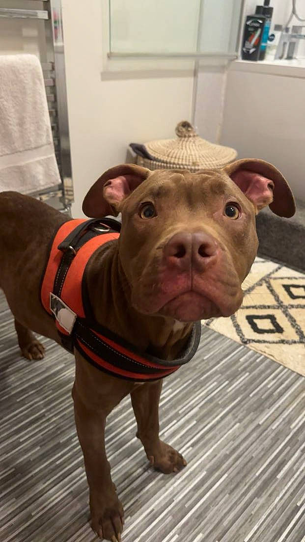 Seb is registered to the contest to win money with this photo: canidae, carnivore, collar, companion_dog, dog, dog_breed, dog_clothes, dog_collar, dog_supply, fawn, flooring, fur, liver, pet_supply, snout, sporting_group, suidae, whiskers, wood, working_animal