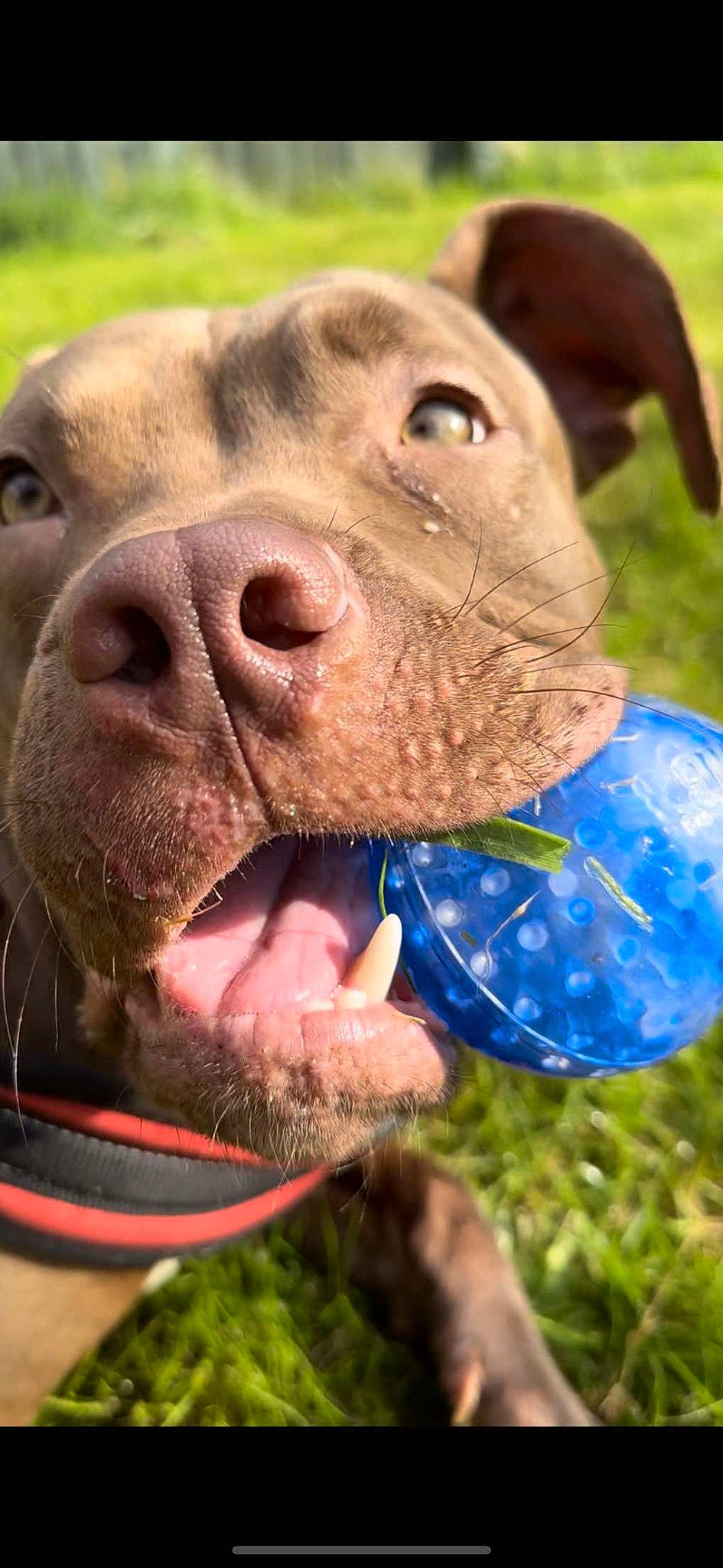 Seb joined the competition — help win amazing prizes! canidae, carnivore, collar, companion_dog, dog, dog_breed, dog_collar, electric_blue, fawn, fur, grass, happy, liver, nose, snout, sporting_group, terrestrial_animal, whiskers, working_animal, wrinkle