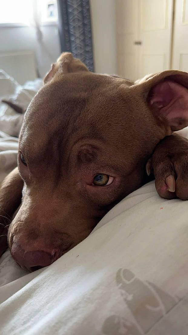 Seb joined the competition — help win amazing prizes! carnivore, comfort, companion_dog, corgi_chihuahua, dog, dog_breed, ear, fawn, flesh, liver, non_sporting_group, pet_supply, snout, sporting_group, terrestrial_animal, whiskers, working_animal, wrinkle