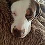 dog, sleeping, close_up, nose, fur, brown, white, cushion, cozy, pet, animal, resting, indoors, calm, cute, muzzle, snout, relax, face, furry