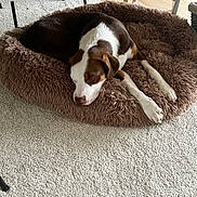 Alphonse a rejoint le concours — aidez-le/la à gagner de superbes lots ! dog, sleeping, pet_bed, brown, white, carpet, indoor, furniture, relaxing, cozy, resting, animal, canine, floor, household, quiet, calm, paw, ear, snout