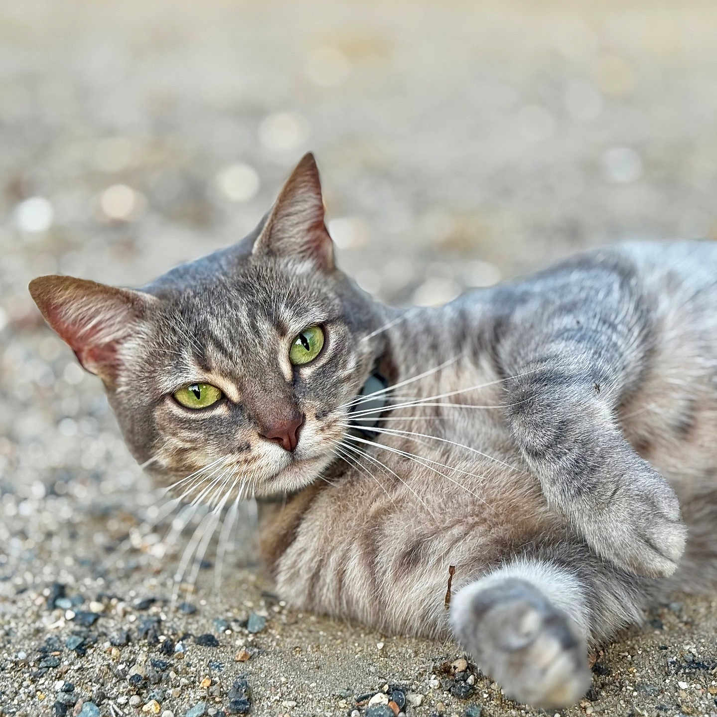 Luna participe au concours pour gagner de l'argent avec cette photo : animal, calm, cat, close_up, cute, domestic_cat, feline, focus, fur, gravel, gray_tabby, green_eyes, lying_down, nature, outdoor, pet, portrait, relaxed, shallow_depth_of_field, whiskers