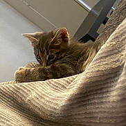 Kush joined the competition — help win amazing prizes! kitten, cat, animal, pet, fur, curious, blanket, texture, indoor, soft, cozy, young, cute, whiskers, ears, paws, resting, closeup, feline, home