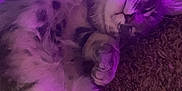 Kush joined the competition — help win amazing prizes! cat, sleeping, purple_light, led_lights, carpet, cozy, fur, pet, domestic_animal, relaxing, indoor, animal, cute, whiskers, paw, resting, feline, striped, soft, calm