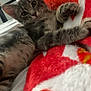 Kush is registered to the contest to win money with this photo: kitten, cat, gray_tabby, blanket, red, white, pink, indoor, pet, feline, cute, young_animal, relaxed, paw, fur, whiskers, close_up, bed, cozy, curious