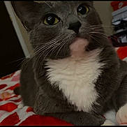 Reyna is registered to the contest to win money with this photo: animal, bedroom, blanket, cat, close_up, cozy, curious, cute, domestic_cat, feline, fur, gray_cat, house_cat, indoor, pet, red_blanket, resting, whiskers, white_chest, white_paw