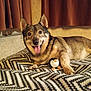 dog, toy, penguin, blanket, zigzag_pattern, indoor, curtains, pet, smiling, fur, paw, lying_down, warm_lighting, cozy, animal, home, cute, companion, relaxed, portrait