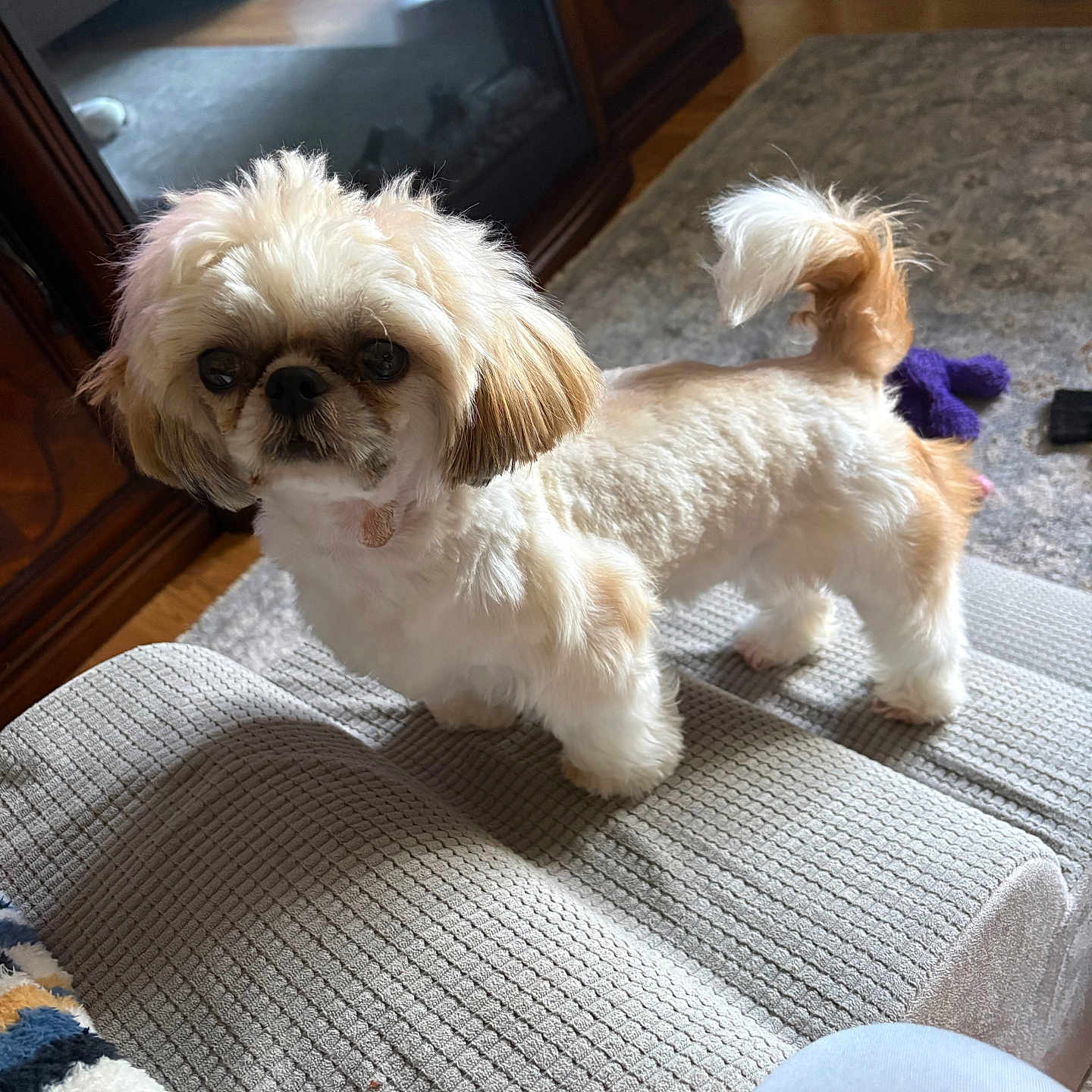Stella
