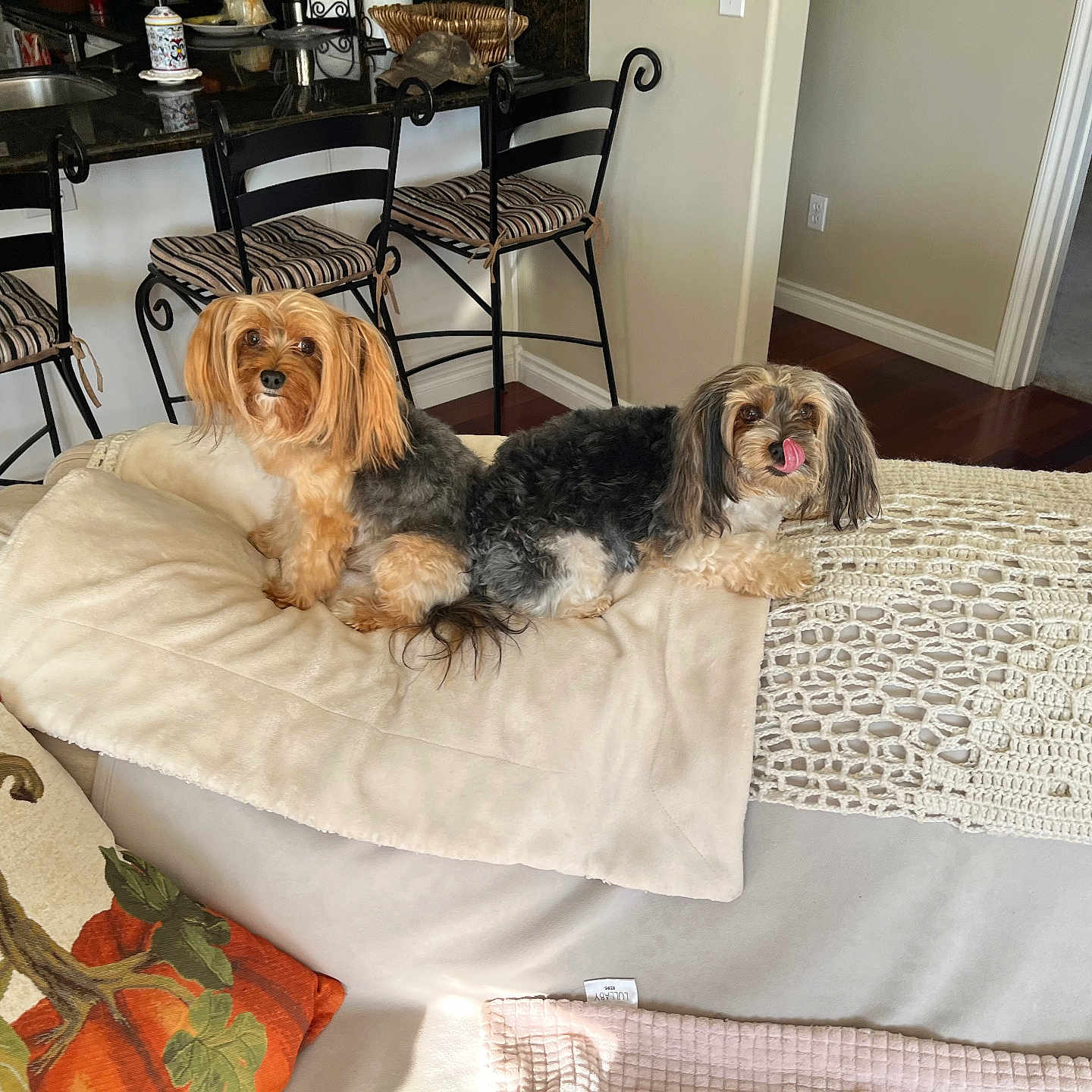 Nikki And Bella joined the competition — help win amazing prizes! animal, bar_stool, blanket, companion, couch, cozy, curious, cute, dog, domestic, furniture, home_interior, indoor, kitchen_counter, pet, playful, relaxing, small_dog, tongue_out, wood_floor