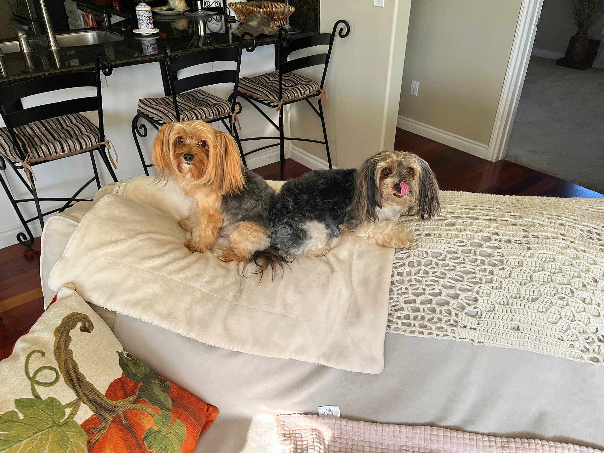 Nikki And Bella joined the competition — help win amazing prizes! dog, pet, small_dog, couch, blanket, indoor, home_interior, wood_floor, bar_stool, kitchen_counter, cozy, furniture, curious, playful, animal, companion, relaxing, cute, tongue_out, domestic