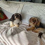 Bella And Nikki joined the competition — help win amazing prizes! dog, pets, couch, blanket, knitted_throw, pumpkin_pillow, indoor, cozy, fur, small_dog, two_dogs, relaxing, home, living_room, sunlight, texture, decor, animal, companions, resting