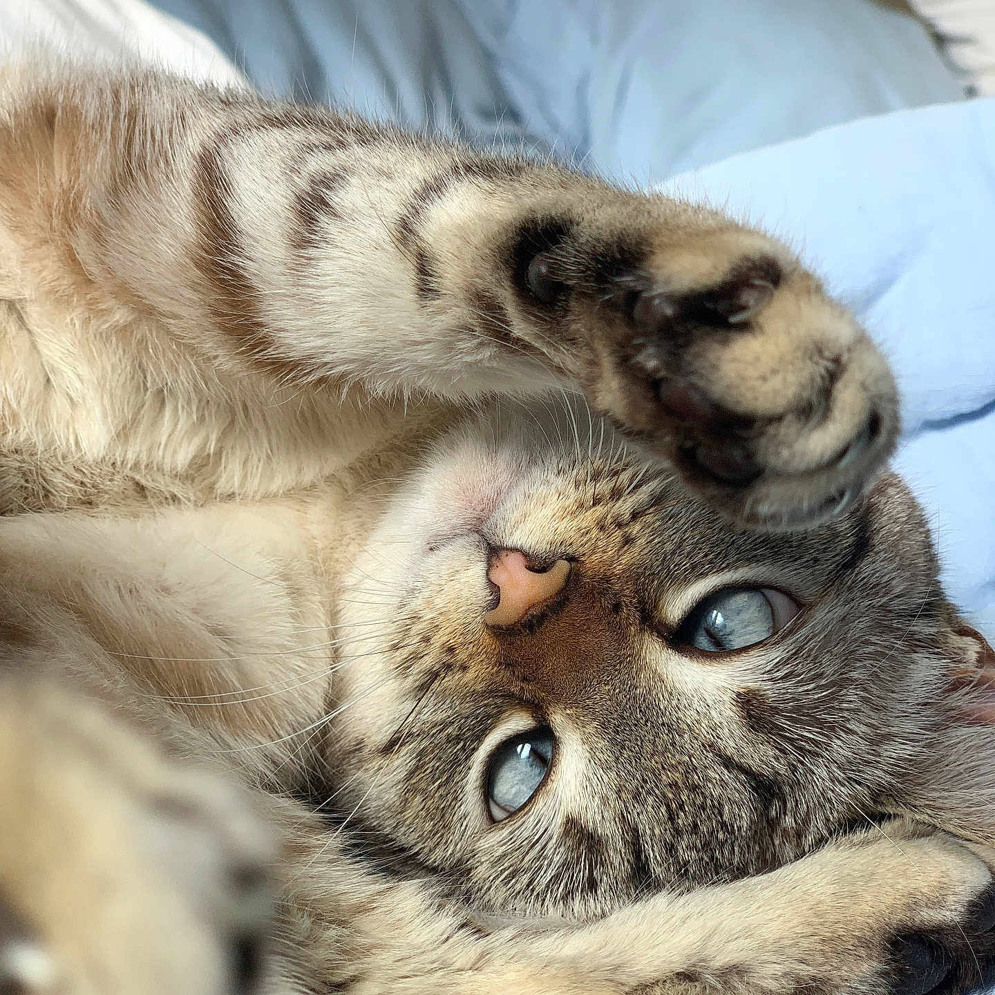 Perle a rejoint le concours — aidez-le/la à gagner de superbes lots ! abyssinian, animal, armchair, bed, blanket, cat, chair, couch, electronics, furniture, hardware, hook, kitten, manx, person, pet, siamese, sleeping, tiger