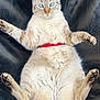 cat, blue_eyes, fluffy, red_collar, leather_chair, relaxed, sprawled, paws_up, feline, pet, indoor, cute, animal, whiskers, light_fur, tabby, sitting, domestic_cat, soft_fur, comfort