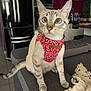 cat, indoor, pet, harness, curious, wide_eyes, couch, living_room, modern_kitchen, appliances, refrigerator, gray_furniture, feline, whiskers, sitting, domestic_animal, red_pattern, fur, tail, home