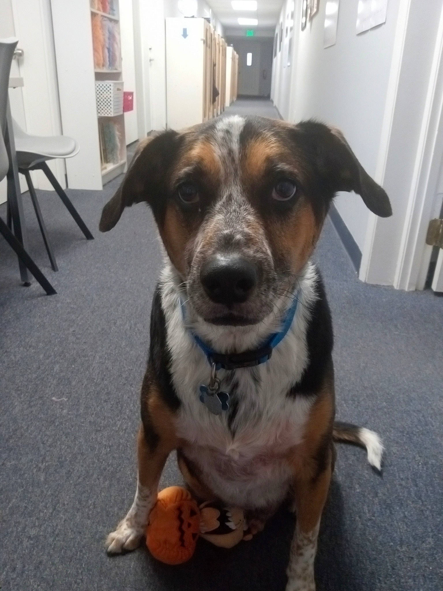 Bernie joined the competition — help win amazing prizes! canidae, carnivore, chair, collar, companion_dog, desk, dog, dog_breed, door, eye, fawn, flooring, fur, metal, plant, snout, sporting_group, whiskers, working_animal, working_dog