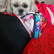 Duchess joined the competition — help win amazing prizes! animal, blanket, closeup, colorful_blanket, companion, cozy, cute, dog, domestic_animal, fur, indoor, laying_down, pet, red_blanket, relaxed, resting, sleepy, small_dog, tongue_out, white_dog
