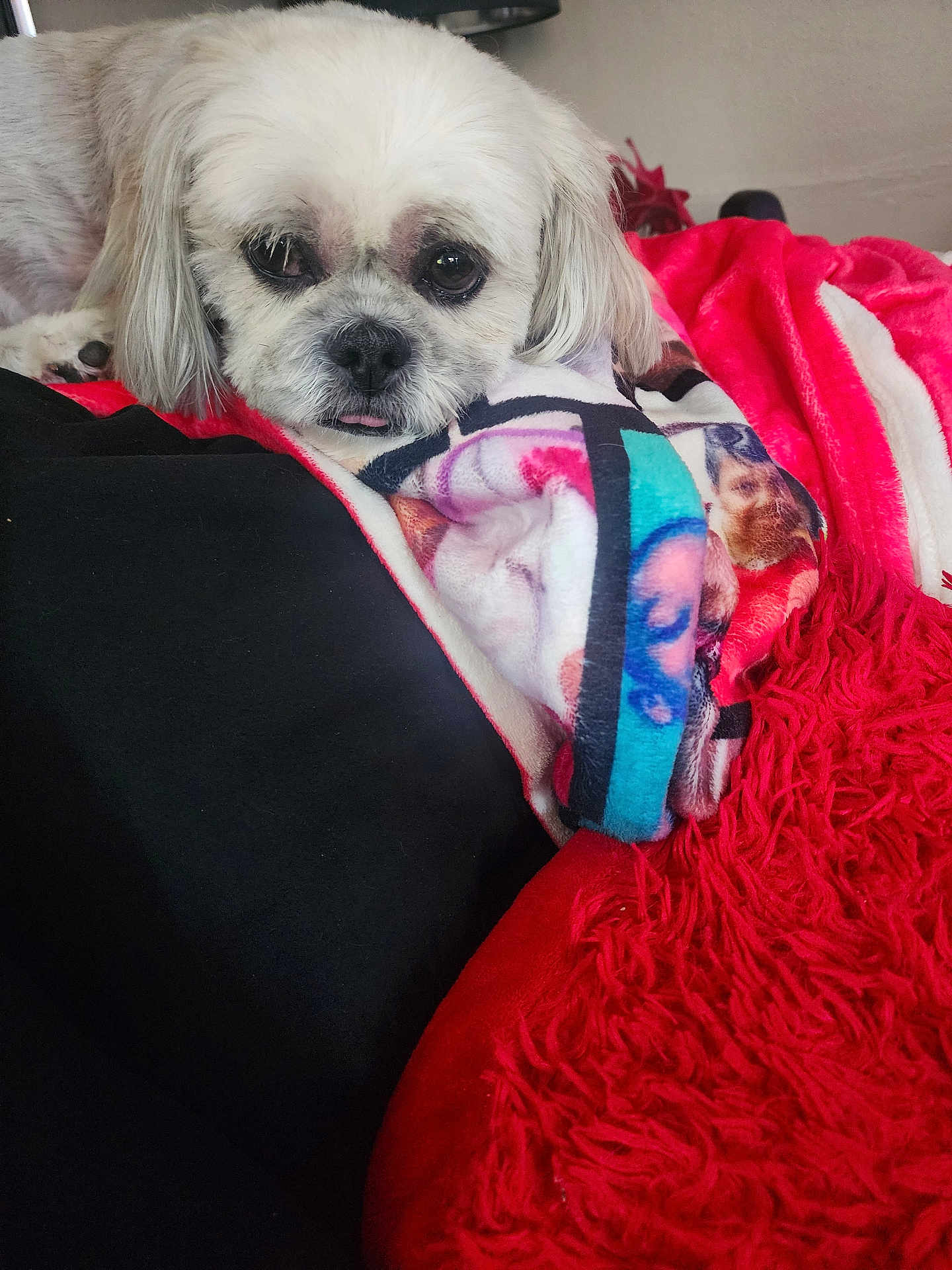 Duchess