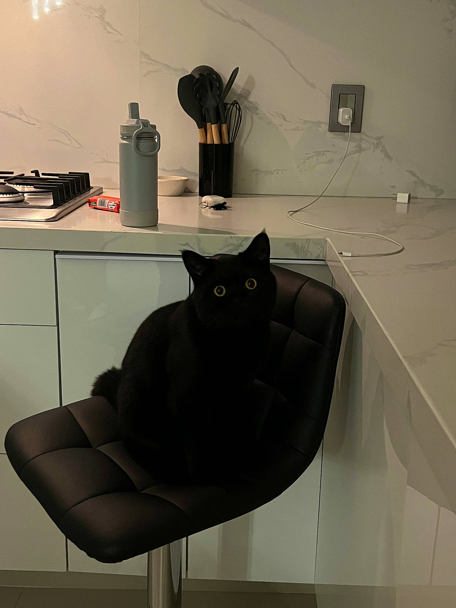 Ebony is registered to the contest to win money with this photo: automotive_design, bombay, carnivore, cat, chair, comfort, couch, eyewear, felidae, floor, flooring, grey, interior_design, lighting, material_property, rectangle, studio_couch, table, whiskers, wood