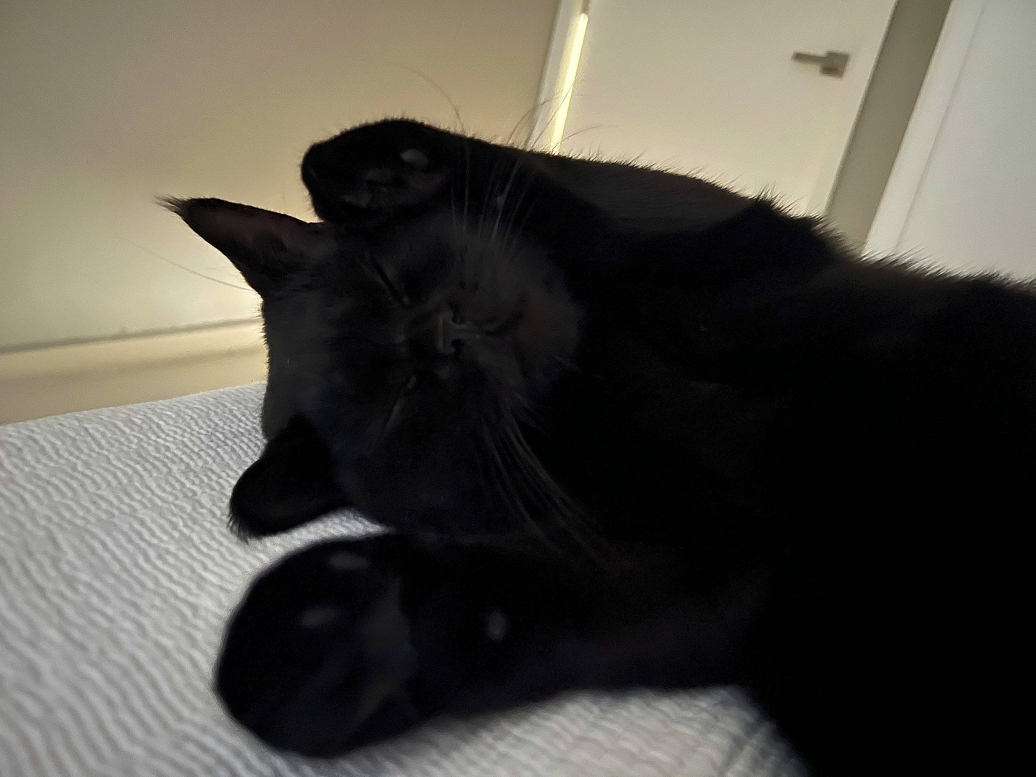 Ebony is registered to the contest to win money with this photo: black_cat, bombay, carnivore, cat, claw, comfort, domestic_short_haired_cat, felidae, fur, paw, small_to_medium_sized_cats, snout, tail, terrestrial_animal, whiskers